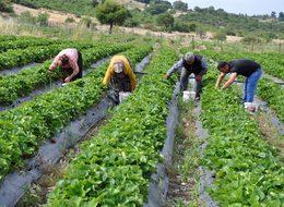 Tütünden vazgeçtiler, çilekle yüzleri güldü