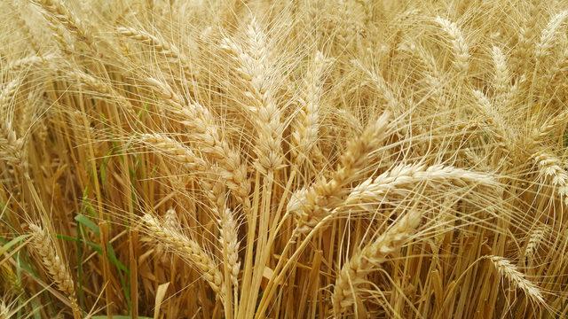 Adana'da buğday hasadında sona doğru