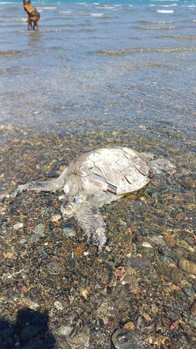 Ula&rsquo;da sahilde Caretta Caretta bulundu 1