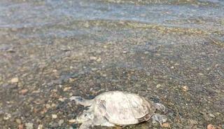 Ula&rsquo;da sahilde Caretta Caretta bulundu