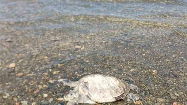 Ula’da sahilde Caretta Caretta bulundu