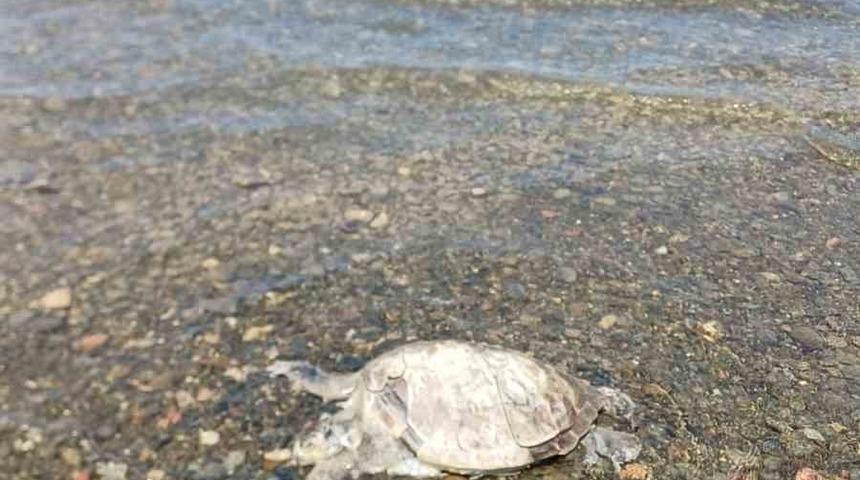 Ula&rsquo;da sahilde Caretta Caretta bulundu