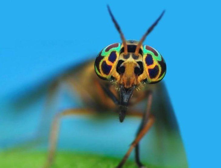 Üzerine sinek konan yemeği sakın yemeyin! G1