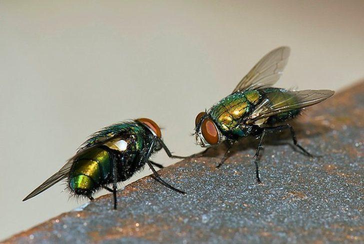 Üzerine sinek konan yemeği sakın yemeyin! G2