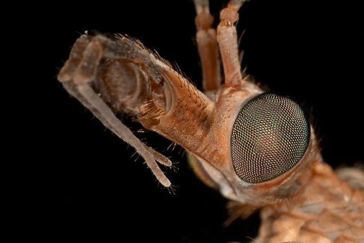 Üzerine sinek konan yemeği sakın yemeyin! G3