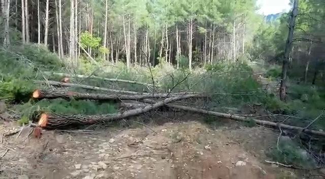 Manavgat'ta macera parkı için 300'den fazla ağaç kesildi