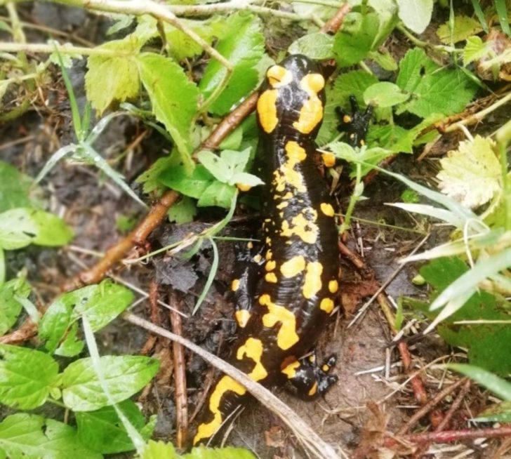 Balık avlarken karşısına çıktı! Ne olduğunu öğrenince çok şaşırdı G4