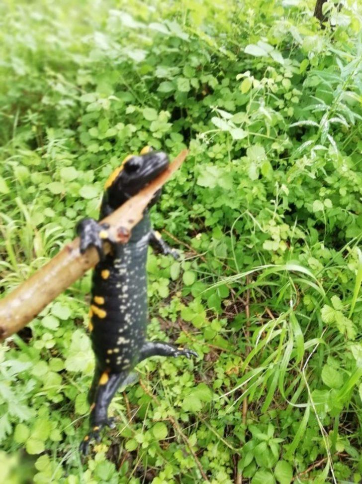 Balık avlarken karşısına çıktı! Ne olduğunu öğrenince çok şaşırdı G1