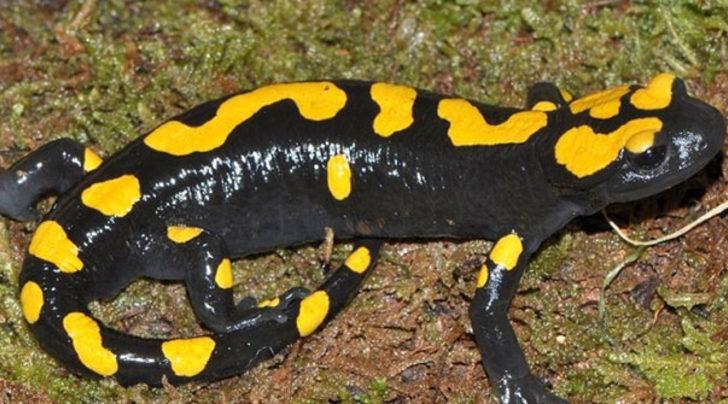 Balık avlarken karşısına çıktı! Ne olduğunu öğrenince çok şaşırdı G5