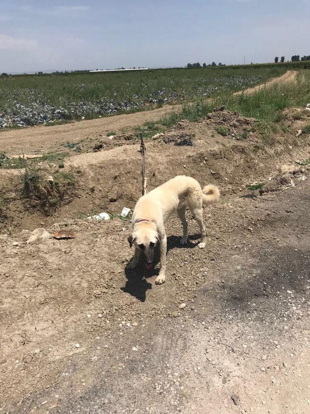 Sahibinin aç ve susuz bıraktığı köpeklere el konuldu