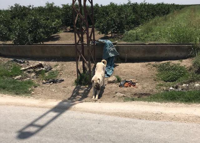 Sahibinin aç ve susuz bıraktığı köpeklere el konuldu