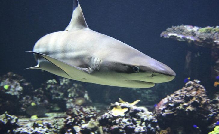 Genç kadın yürekleri ağızlara getirdi  G2