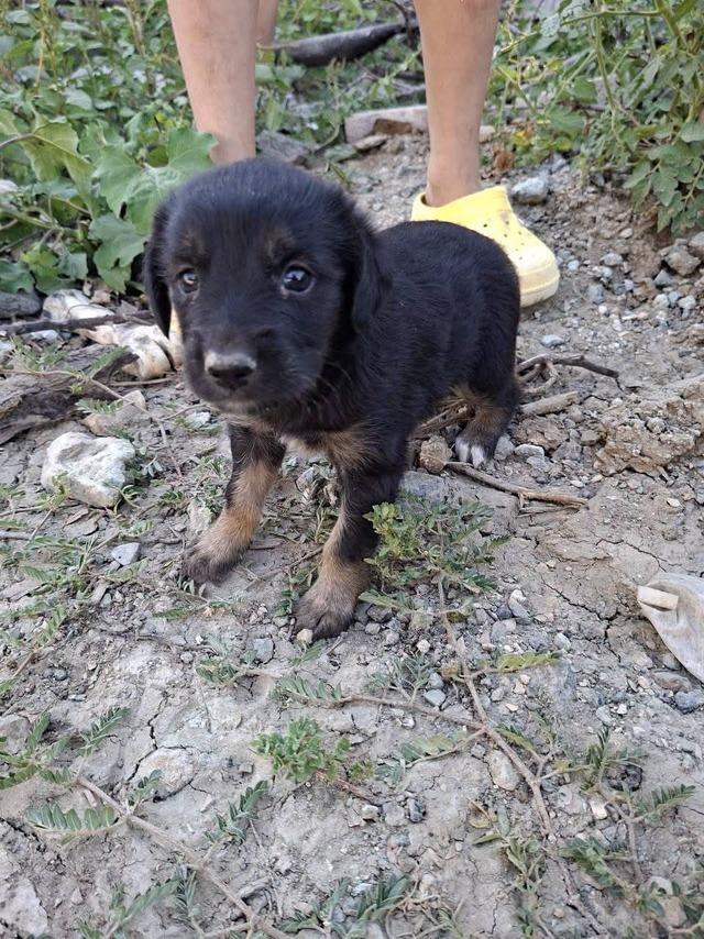 Kuyuya düşen yavru köpek kurtarıldı 3