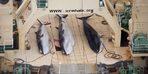 Japon balina avcıları 122 hamile balina öldürdü