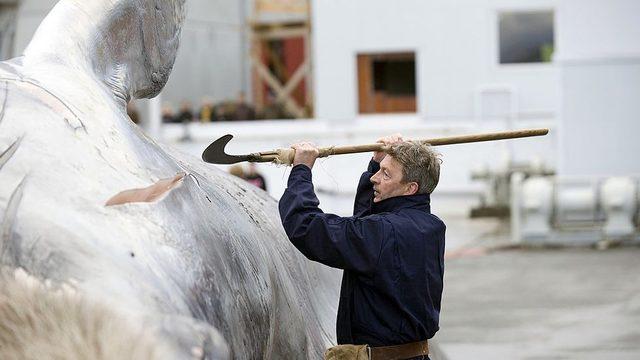 İzlanda'nın başkenti Reykjavik'te balina avcılığı