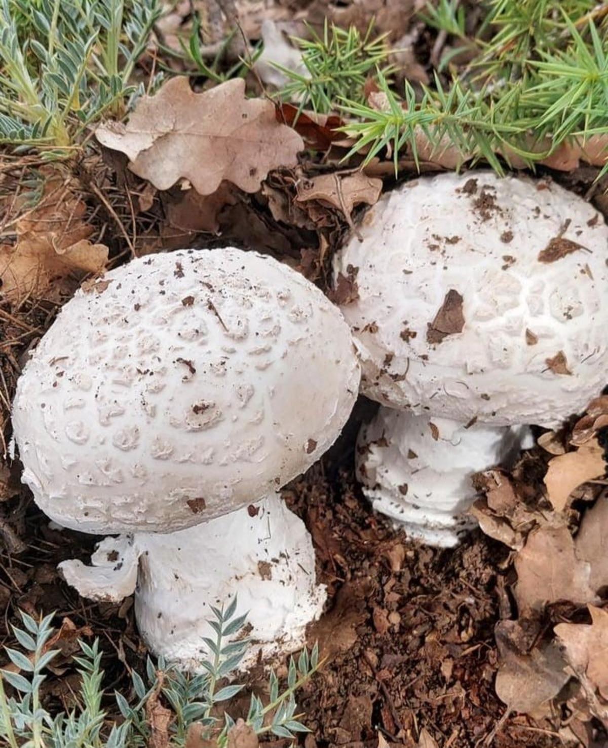 Arazilere akın ediyorlar: Toplaması zahmetli yemesi lezzetli 1