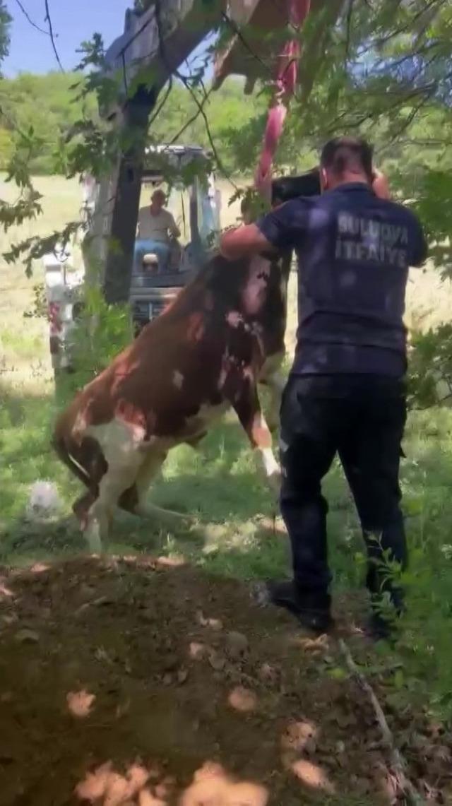 Definecilerin kazdığı &ccedil;ukura d&uuml;şen boğa kurtarıldı 4