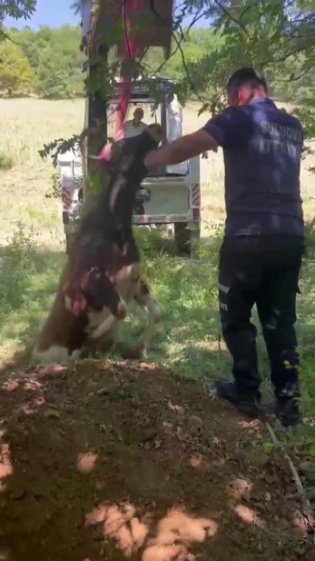 Definecilerin kazdığı &ccedil;ukura d&uuml;şen boğa kurtarıldı 3