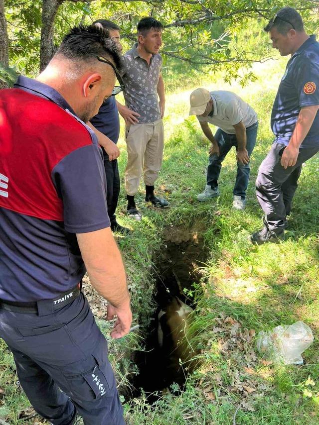 Definecilerin kazdığı &ccedil;ukura d&uuml;şen boğa kurtarıldı 2