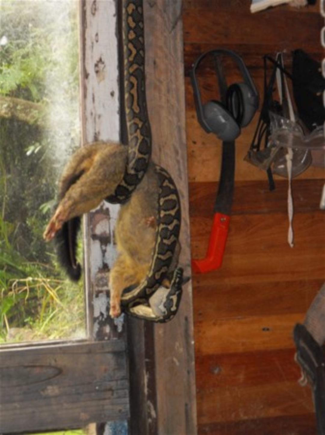  Pitonun inanılmaz avı 