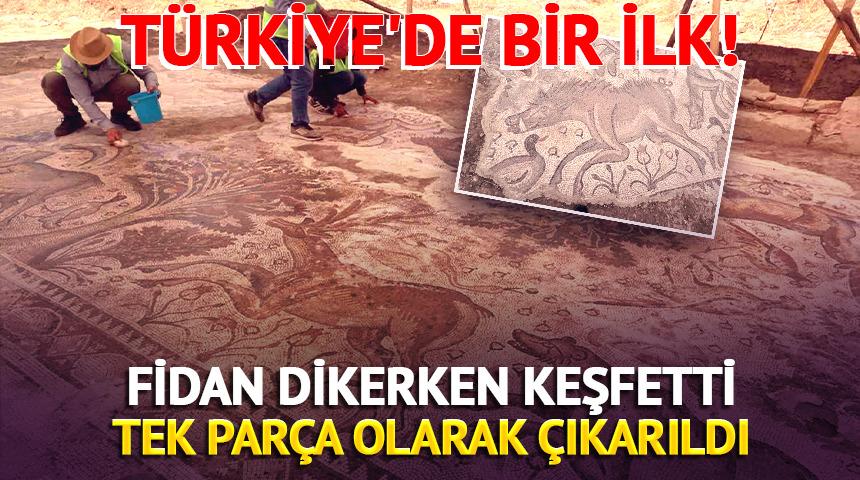 T&uuml;rkiye'de bir ilk! Fidan dikerken keşfetti: Tek par&ccedil;a olarak &ccedil;ıkarıldı