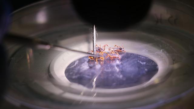 Uzmanı uyardı: Gölgeyi seviyor, 10 bin yumurta bırakabiliyor