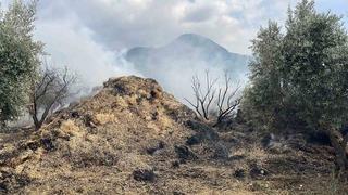 Osmaniye’de bahçedeki saman balyaları yandı, zeytin fidanları zarar gördü
