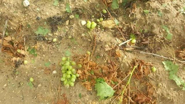 Tarsus'taki dolu yağışı üzüm bağlarını vurdu