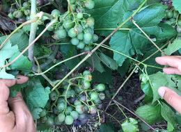 Tarsus'taki dolu yağışı üzüm bağlarını vurdu