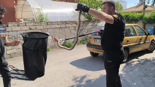 Otomobilin altına giren yılan itfaiye ekiplerince çıkarıldı