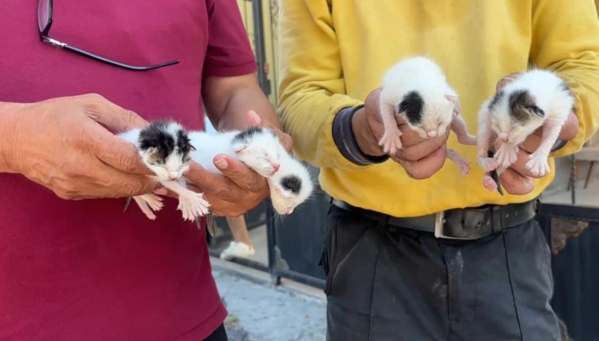 B&ouml;yle insanlık olmaz! Temizlik g&ouml;revlileri fark etti: &Ccedil;&ouml;pteki ağzı bağlı poşetten 5 yavru kedi &ccedil;ıktı 1