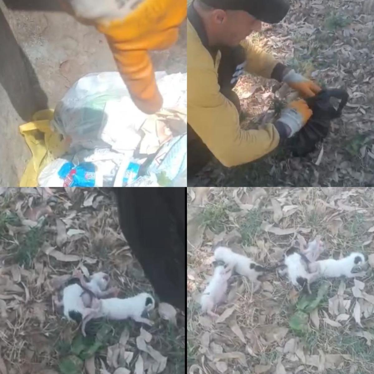 B&ouml;yle insanlık olmaz! Temizlik g&ouml;revlileri fark etti: &Ccedil;&ouml;pteki ağzı bağlı poşetten 5 yavru kedi &ccedil;ıktı 5