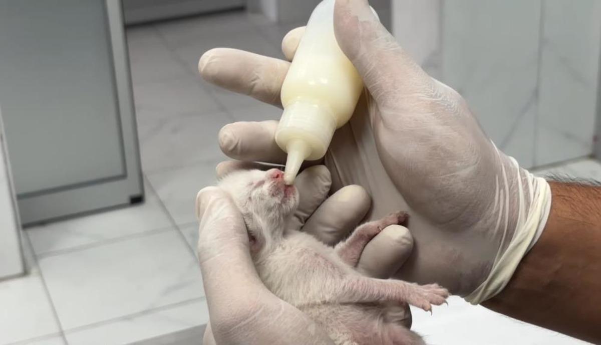 B&ouml;yle insanlık olmaz! Temizlik g&ouml;revlileri fark etti: &Ccedil;&ouml;pteki ağzı bağlı poşetten 5 yavru kedi &ccedil;ıktı 4