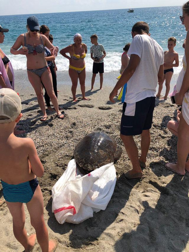 Ölü caretta caretta kıyıya vurdu