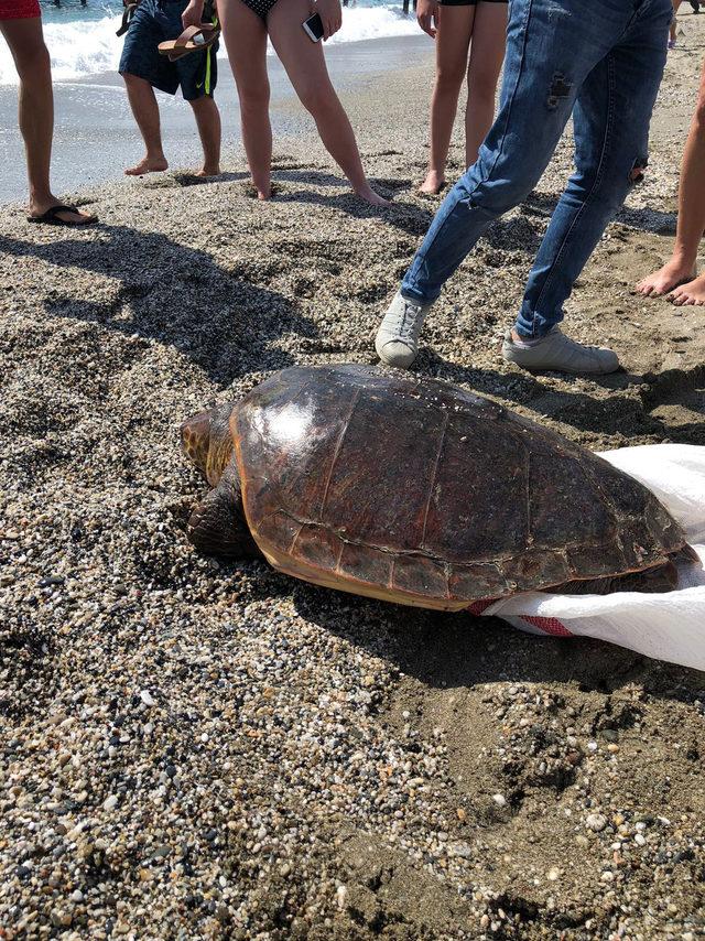 Ölü caretta caretta kıyıya vurdu