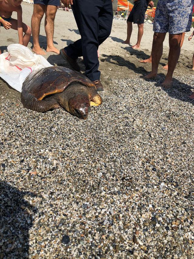 Ölü caretta caretta kıyıya vurdu