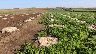 Tarımda yeni dönem! Koyun yününü tarlalara serpmeye başladılar