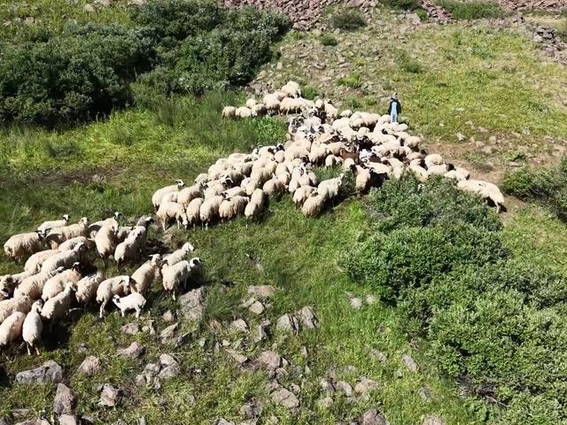 Yaylacılıkta yeni d&ouml;nem: 3 bin TL yerine 30 TL &ouml;deyecekler