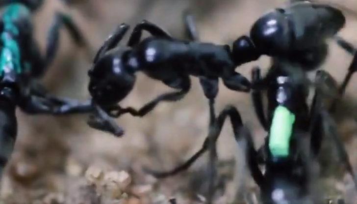 Karıncaların bu görüntüsü bilim insanlarını bile şaşırttı! G3