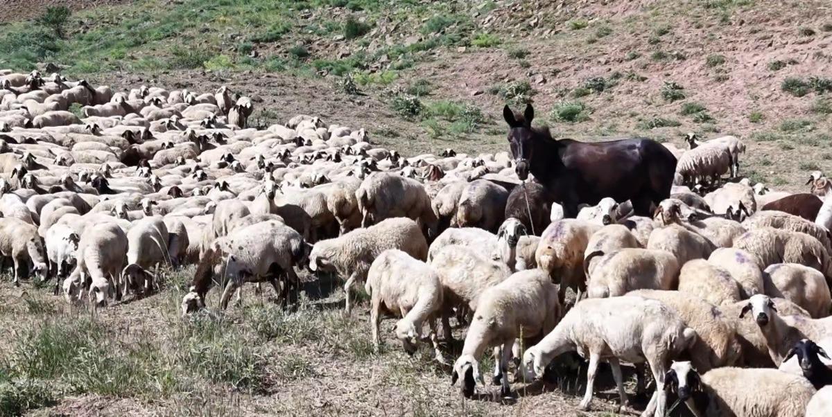 Yaylacılıkta yeni dönem: 3 bin TL yerine 30 TL ödeyecekler 6