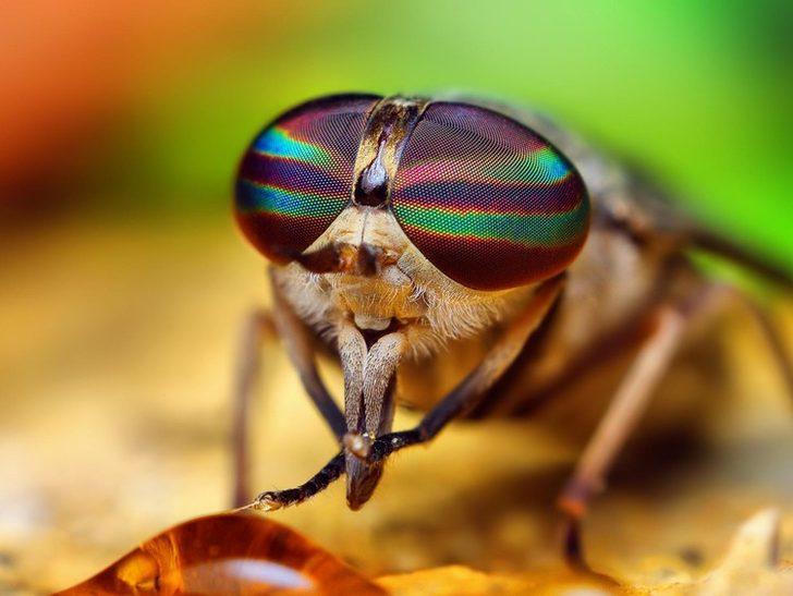 Ağırlığı 1 gram dahi değil ama... Bu canlı ölüm saçıyor! İşte dünyanın en tehlikelisi G1