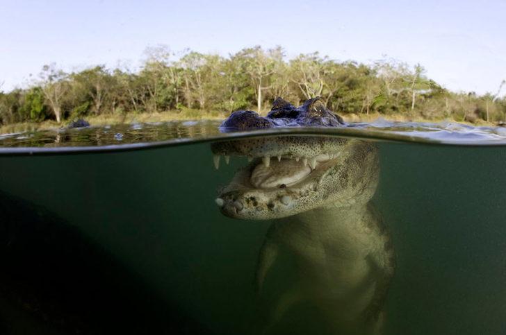 Ağırlığı 1 gram dahi değil ama... Bu canlı ölüm saçıyor! İşte dünyanın en tehlikelisi G2