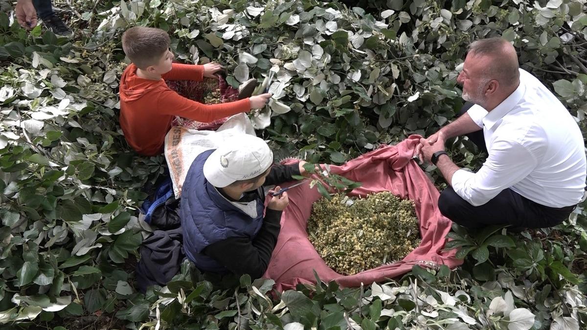 Kilosu 3 bin lirayı buluyor! Ağaçların tepesinde ölüm mesaisi 1