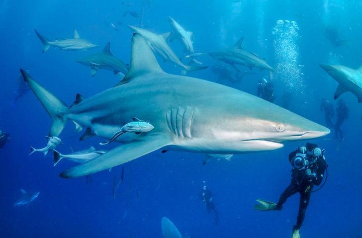 Ağırlığı 1 gram dahi değil ama... Bu canlı ölüm saçıyor! İşte dünyanın en tehlikelisi G4