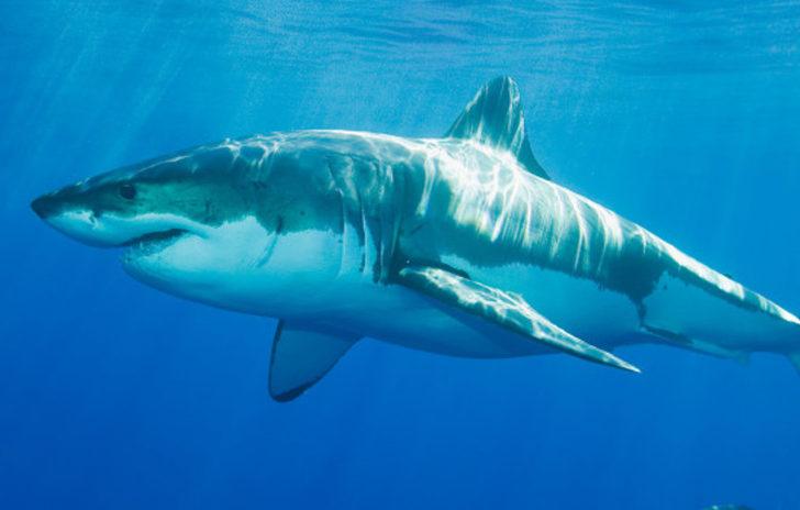 Ağırlığı 1 gram dahi değil ama... Bu canlı ölüm saçıyor! İşte dünyanın en tehlikelisi G5