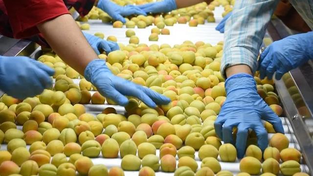 Malatya'da hasat edilen yaş kayısılar ihraç ediliyor