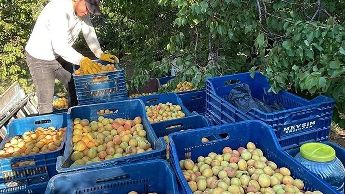 Malatya da hasat edilen yaş kayısılar ihra&ccedil; ediliyor 1