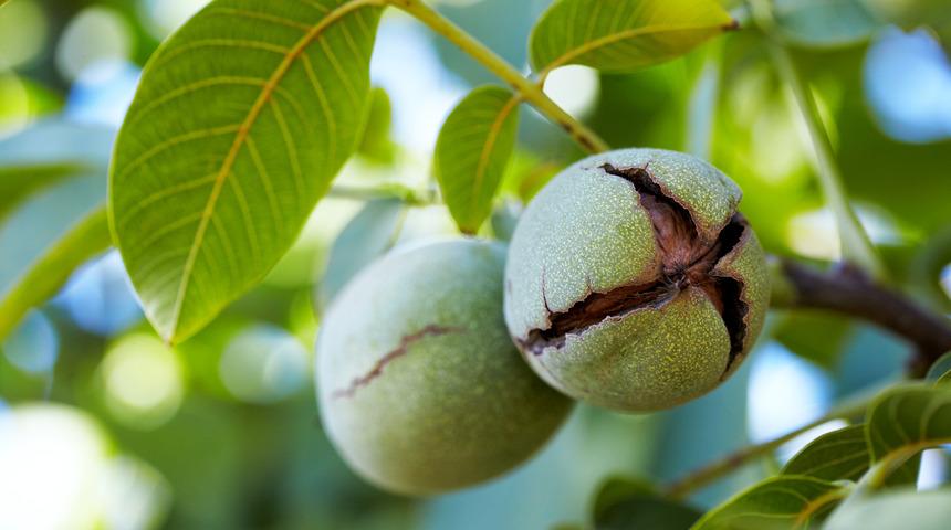Ramazanda kilo vermek için tüketilmesi gerekenler