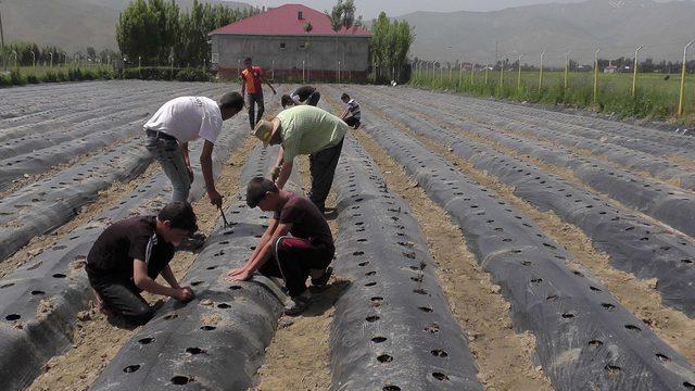 Muş'ta çiftçilere, 200 dekarlık çilek bahçesi