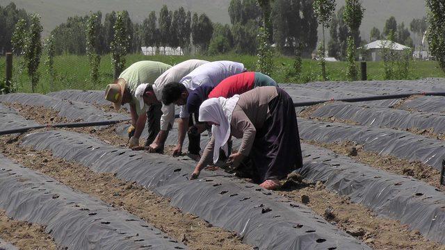Muş'ta çiftçilere, 200 dekarlık çilek bahçesi